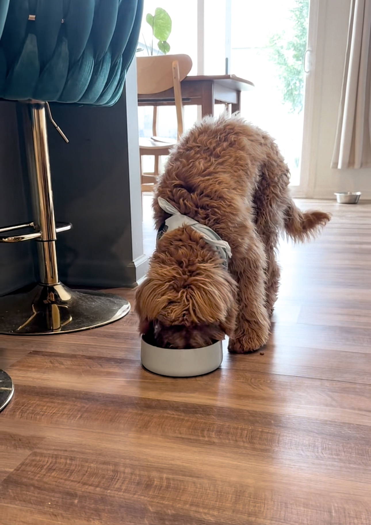The Pets Table Dog Food Reviews Pets Table Dog Food Review